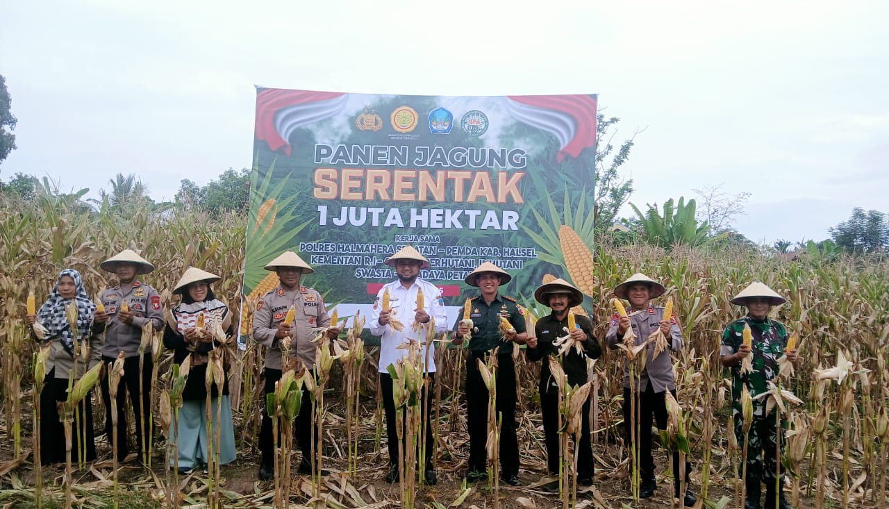 Bupati Bassam Bersama Forkopimda Panen Jagung