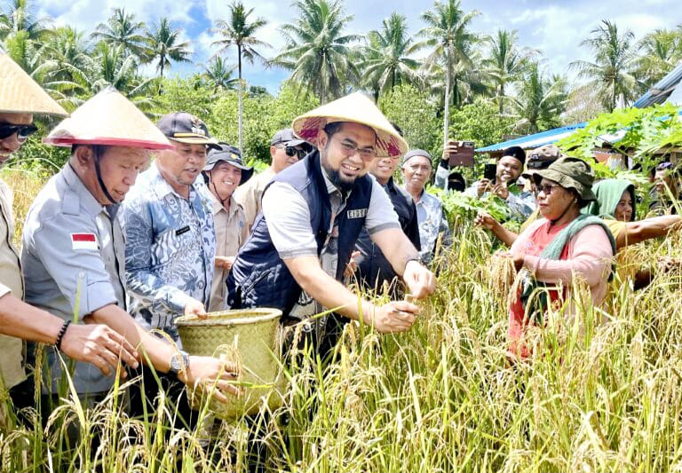 Bupati Bassam Bersama Warga Desa Sum Panen Padi Ladang 