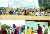 Panen Raya Padi Sawah Hasil Kolaborasi Harita Nickel dan Pemkab Halsel