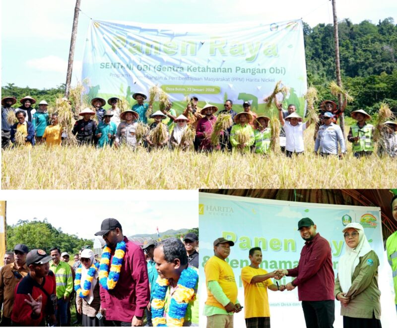 Panen Raya Padi Sawah Hasil Kolaborasi Harita Nickel dan Pemkab Halsel