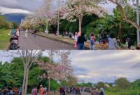 Bunga Pohon Tabebuya atau Sakura Jepang Viral di Bacan