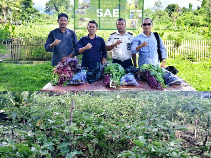 Panen Holtikultura Lapas Kelas III Labuha