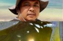 Lonjakan alga yang menyasar tempat budidaya ikan milik warga menyebabkan ikan-ikan tersebut mati 