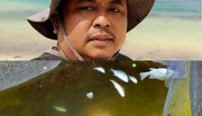 Lonjakan alga yang menyasar tempat budidaya ikan milik warga menyebabkan ikan-ikan tersebut mati