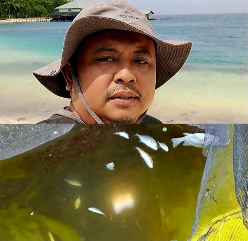 Lonjakan alga yang menyasar tempat budidaya ikan milik warga menyebabkan ikan-ikan tersebut mati 